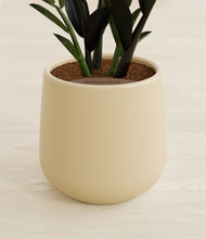 Load image into Gallery viewer, Almond Green stand:all