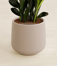 Load image into Gallery viewer, Eternal Gray stand:all