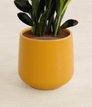 Load image into Gallery viewer, Mustard stand:all