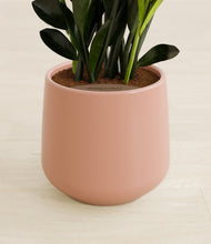 Load image into Gallery viewer, Calm Rose stand:all