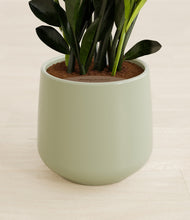 Load image into Gallery viewer, Turquoise stand:all