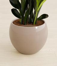 Load image into Gallery viewer, Desert Brown stand:all