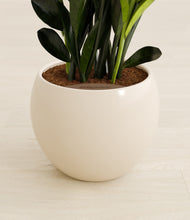 Load image into Gallery viewer, Shiny EggWhite stand:all