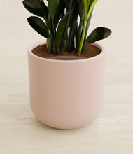 Load image into Gallery viewer, Sandy Pink stand:all