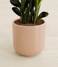 Load image into Gallery viewer, Glossy Pink stand:all