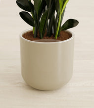 Load image into Gallery viewer, Sage Green stand:all