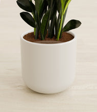 Load image into Gallery viewer, Cotton White stand:all