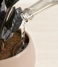 Load image into Gallery viewer, Desert Brown stand:all