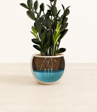 Load image into Gallery viewer, Shiny EggWhite