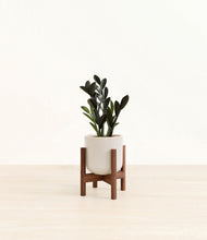 Load image into Gallery viewer, Snowdrift White stand:walnut