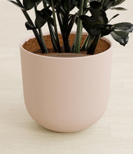 Load image into Gallery viewer, Sandy Pink stand:all