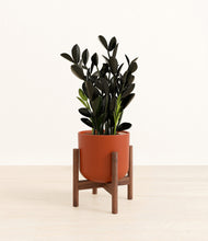 Load image into Gallery viewer, Earth Red stand:walnut