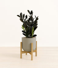 Load image into Gallery viewer, Sage Green stand:bamboo