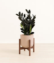 Load image into Gallery viewer, Sandy Pink stand:walnut