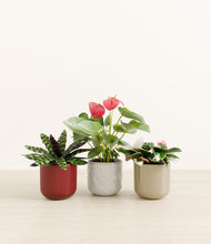Load image into Gallery viewer, Cranberry Sage*****Profile
