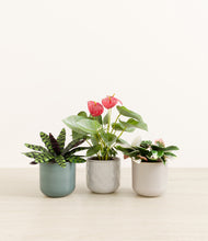 Load image into Gallery viewer, Moss Frost*****Profile