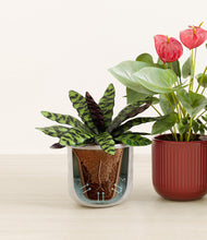 Load image into Gallery viewer, Winter Bloom stand:all