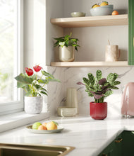 Load image into Gallery viewer, Cranberry Sage