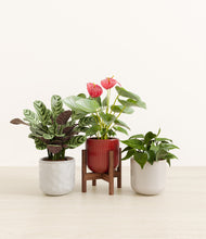 Load image into Gallery viewer, Winter Bloom stand:one_stand
