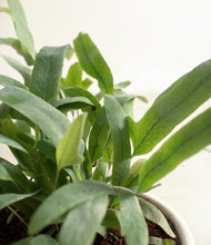 Load image into Gallery viewer, ALL