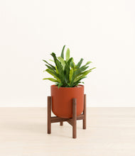 Load image into Gallery viewer, Earth Red stand:walnut