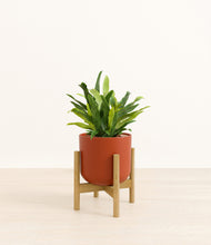 Load image into Gallery viewer, Earth Red stand:bamboo