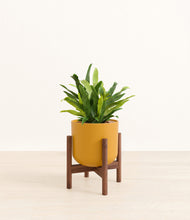 Load image into Gallery viewer, Sunset Orange stand:walnut