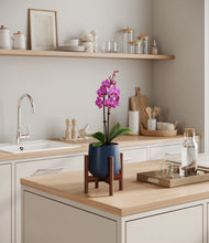Load image into Gallery viewer, Deep Navy stand:walnut