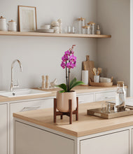 Load image into Gallery viewer, Gentle Pink stand:walnut