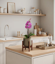 Load image into Gallery viewer, Olive stand:walnut