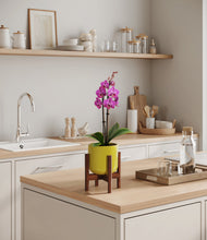 Load image into Gallery viewer, Key Lime Yellow stand:walnut
