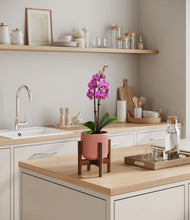 Load image into Gallery viewer, Striped Rose Pink stand:walnut