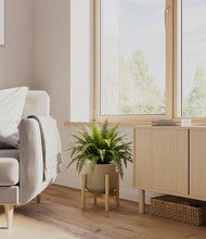 Load image into Gallery viewer, Olive stand:light
