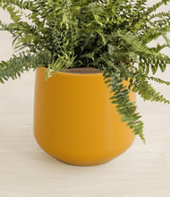 Load image into Gallery viewer, Mustard stand:all