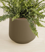 Load image into Gallery viewer, Olive stand:all