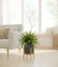 Load image into Gallery viewer, Dark Olive stand:light