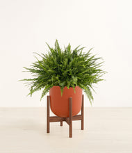 Load image into Gallery viewer, Earth Red stand:walnut