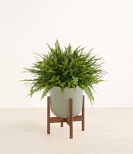 Load image into Gallery viewer, Sage Green stand:walnut