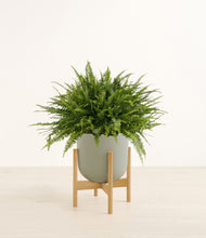 Load image into Gallery viewer, Sage Green stand:bamboo