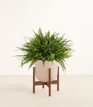 Load image into Gallery viewer, Sandy Pink stand:walnut