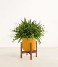 Load image into Gallery viewer, Sunset Orange stand:walnut
