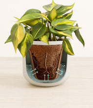 Load image into Gallery viewer, Natural Bamboo