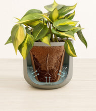 Load image into Gallery viewer, Sage Green