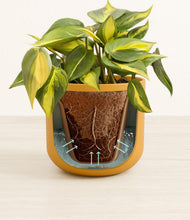 Load image into Gallery viewer, Sunset Orange