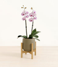 Load image into Gallery viewer, Olive stand:bamboo