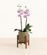 Load image into Gallery viewer, Olive stand:walnut