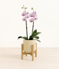 Load image into Gallery viewer, Almond Green stand:bamboo