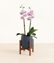 Load image into Gallery viewer, Deep Navy stand:walnut