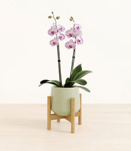 Load image into Gallery viewer, Turquoise stand:bamboo