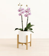 Load image into Gallery viewer, White stand:bamboo